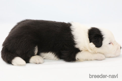 成約済の神奈川県のボーダーコリー-324644の4枚目